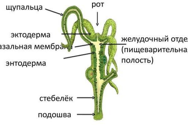 Омг ссылка гонтобак